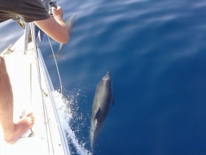 Ταξιδεύοντας από Σιθωνία στην Κασσάνδρα μαζί με τα δελφίνια της Χαλκιδικής