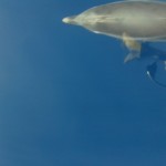 dolphins in front of sailing yacht Halkidiki